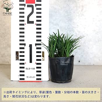 Amazon.co.jp: ITANSE 玉竜 2.5号ポット 12個セット【品種で Amazon.co.jp: ITANSE 玉竜 2.5号ポット 12個セット【品種で