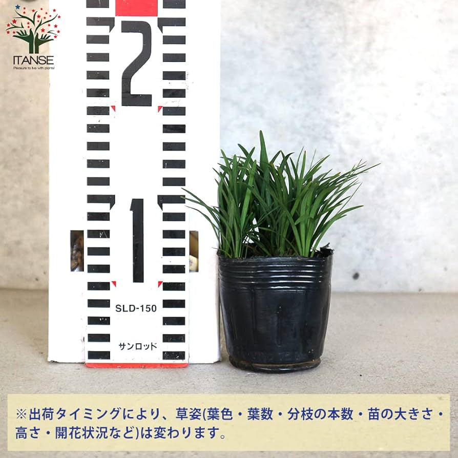 ぴかん様用　購入済みです。　龍の髭　黒龍　２株１ポット　2－2-(1) 　抜き苗 楽天市場】タマリュウ（玉竜） 1苗 2.5号 7.5cmポット