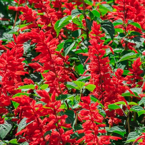 Salvia Blaze of Fire Seeds Fiery Red Blooms Must Have for Beddings Containers & Window Boxes Half Hardy Annual for Your Beautiful Garden