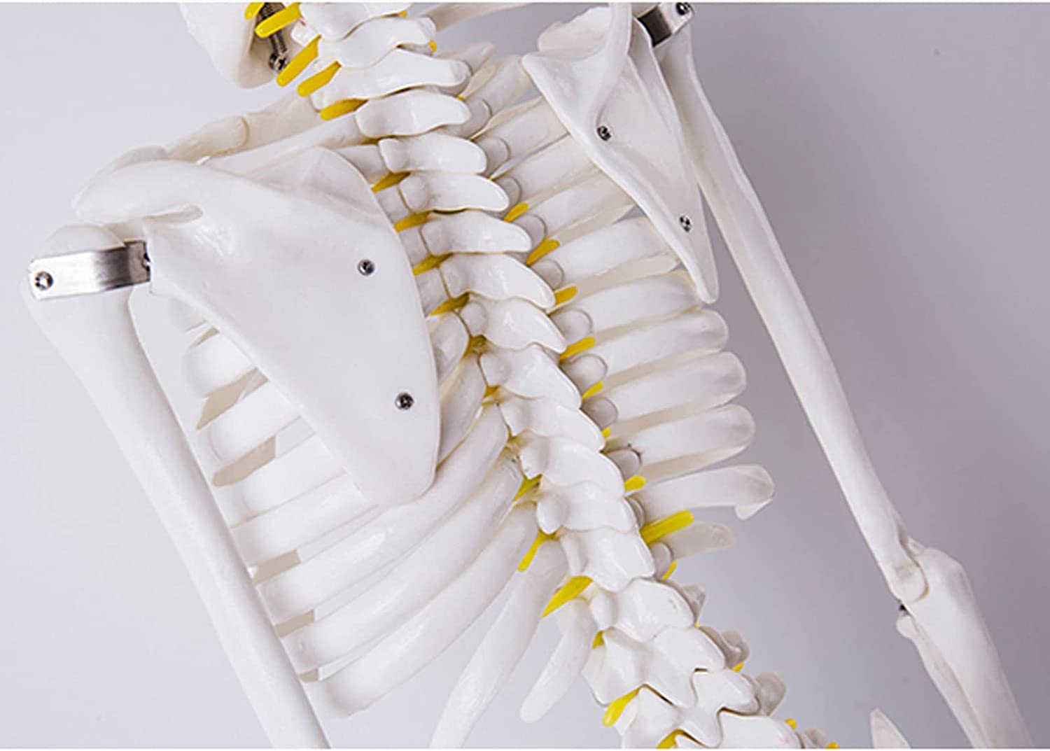 Model ludzkiego szkieletu o długości 85 cm do nauczania anatomii — zdejmowany szkielet z PCV z czaszką, kręgosłupem i ruchomymi stawami
