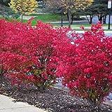 Dwarf Burning Bush - 6-12 Inch Tall Live Plant - Hardy Red Shrub Sapling - Euonymus alatus