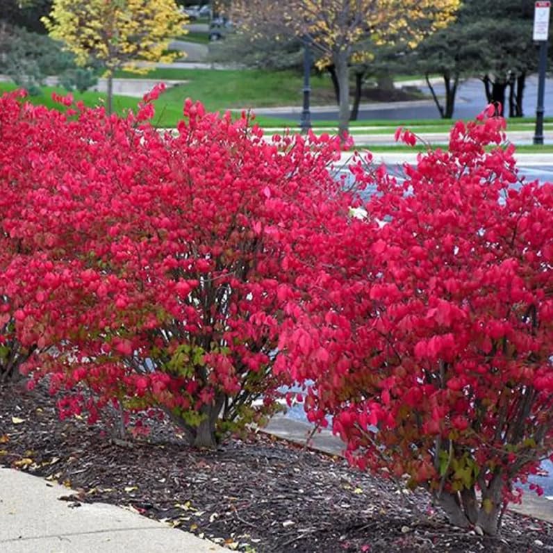 Dwarf Burning Bush - 6-12 Inch Tall Live Plant - Hardy Red Shrub Sapling - Euonymus alatus