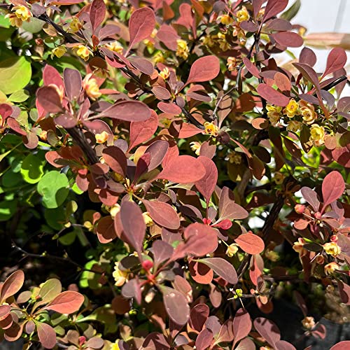 メギ 【アトロプルプレア】 5号ポット苗