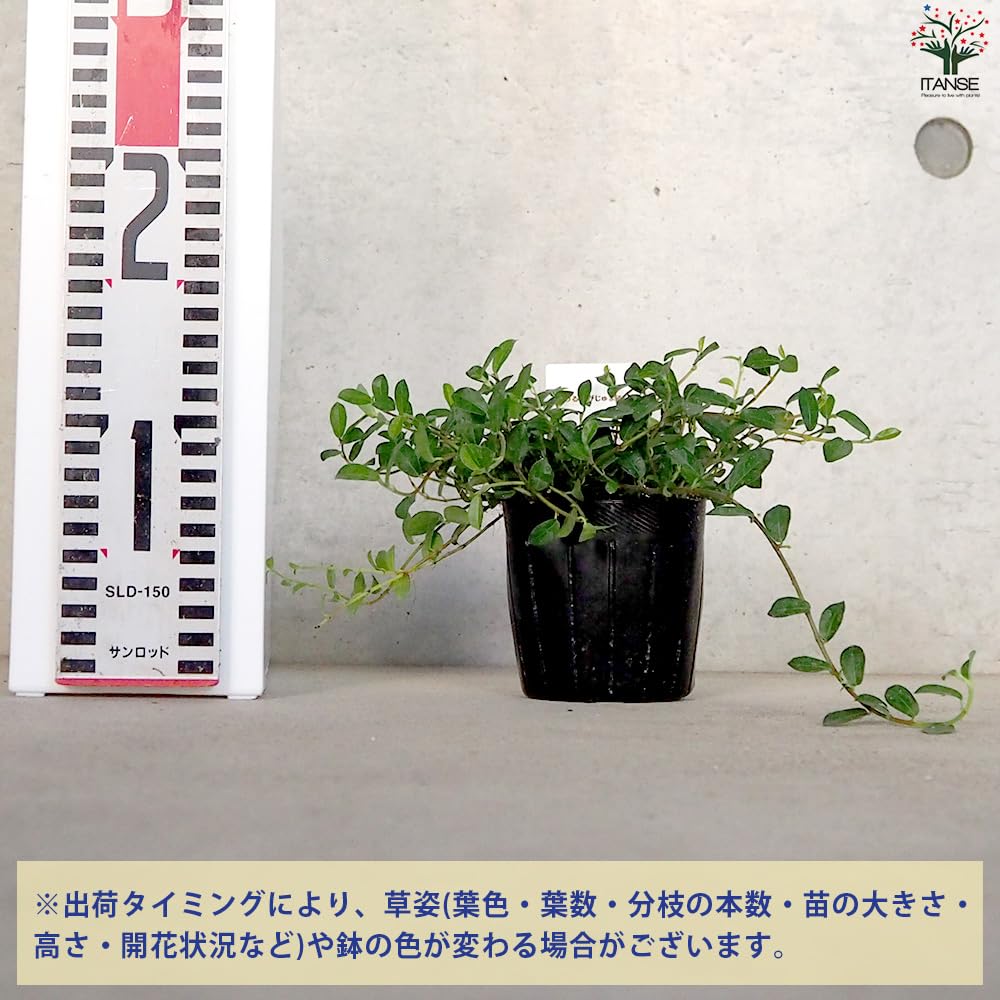 Amazon.co.jp: ITANSE つる性ガジュマル 3号 2個セット 観葉植物