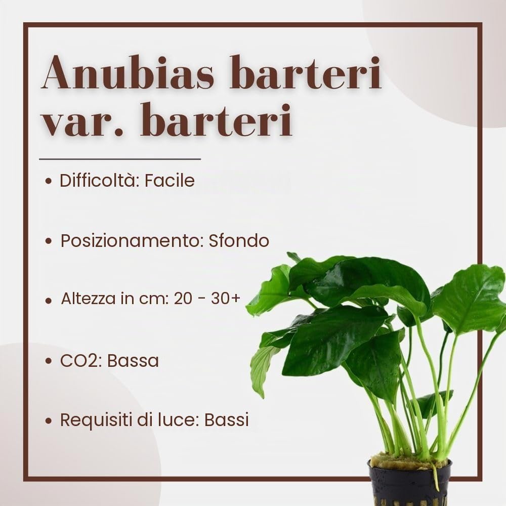 AquaOne Pianta per acquario Anubias barteri var. barteri | Pianta acquatica per acquario, rizoma/rizoma, completamente radicata, facile da pulire, decorazione per Aquascaping