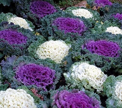 Ornamental Cabbage, Ornamental Kale Seeds - Brassica oleracea -
