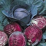 Cabbage, Red Acre Seeds, Non-GMO, 50+ Seeds per Package,This Hardy, Healthy and Delicious Crop is Easy to Grow...