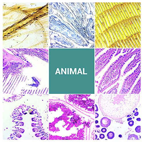 Image of 100Pcs Prepared Microscope Slides with Specimens for Kids Science Learning | Optical Glass Slides with Insect Plant Animal Human Tissue Sample, Students Homeschool Lab Classroom Education