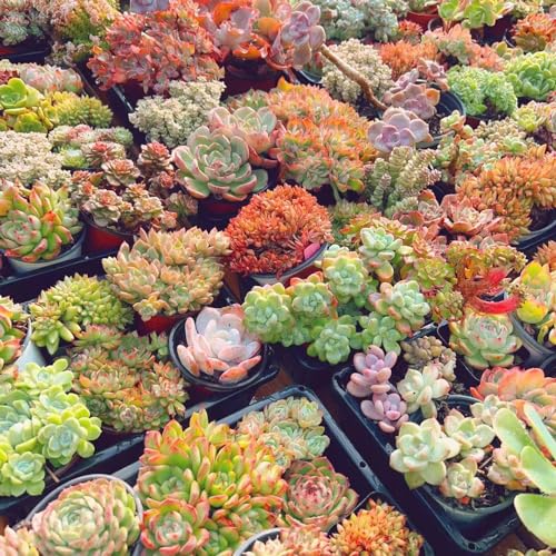 fleischfressende zimmerpflanze büropflanzen pflanzenkübel gewächshaus balkon pflanzensamen indoor kräutergarten gartenpflanzen kräutersamen balkon garten indoor garden extrem 90samen