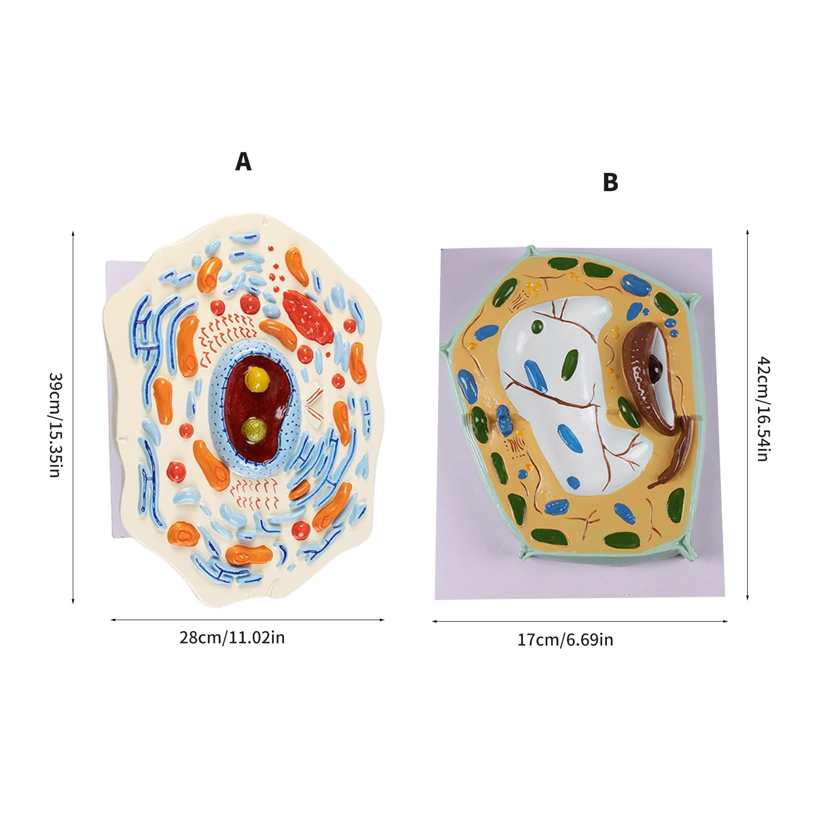 Zellmodell für praktisches Lernen im Biologieunterricht und Laborexperimenten