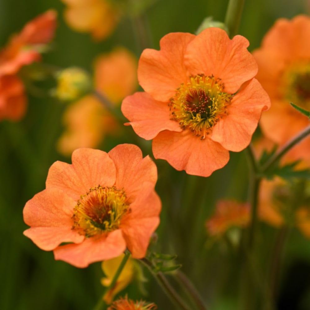 Geum 'Totally Tangerine' - Stunning Orange Blooms for Borders and Cut Flowers - Easy-to-Grow Perennial Plant - 3X 9cm Potted Plants By Thompson & Morgan
