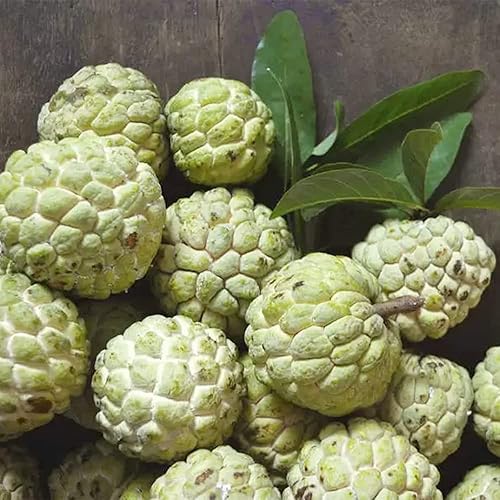Miniatura 5 de 20 semillas de manzana de azúcar, natillas de manzana, Annona squamosa  Semillas de frutas orgánicas sin OMG  Frutas tropicales exóticas deliciosas