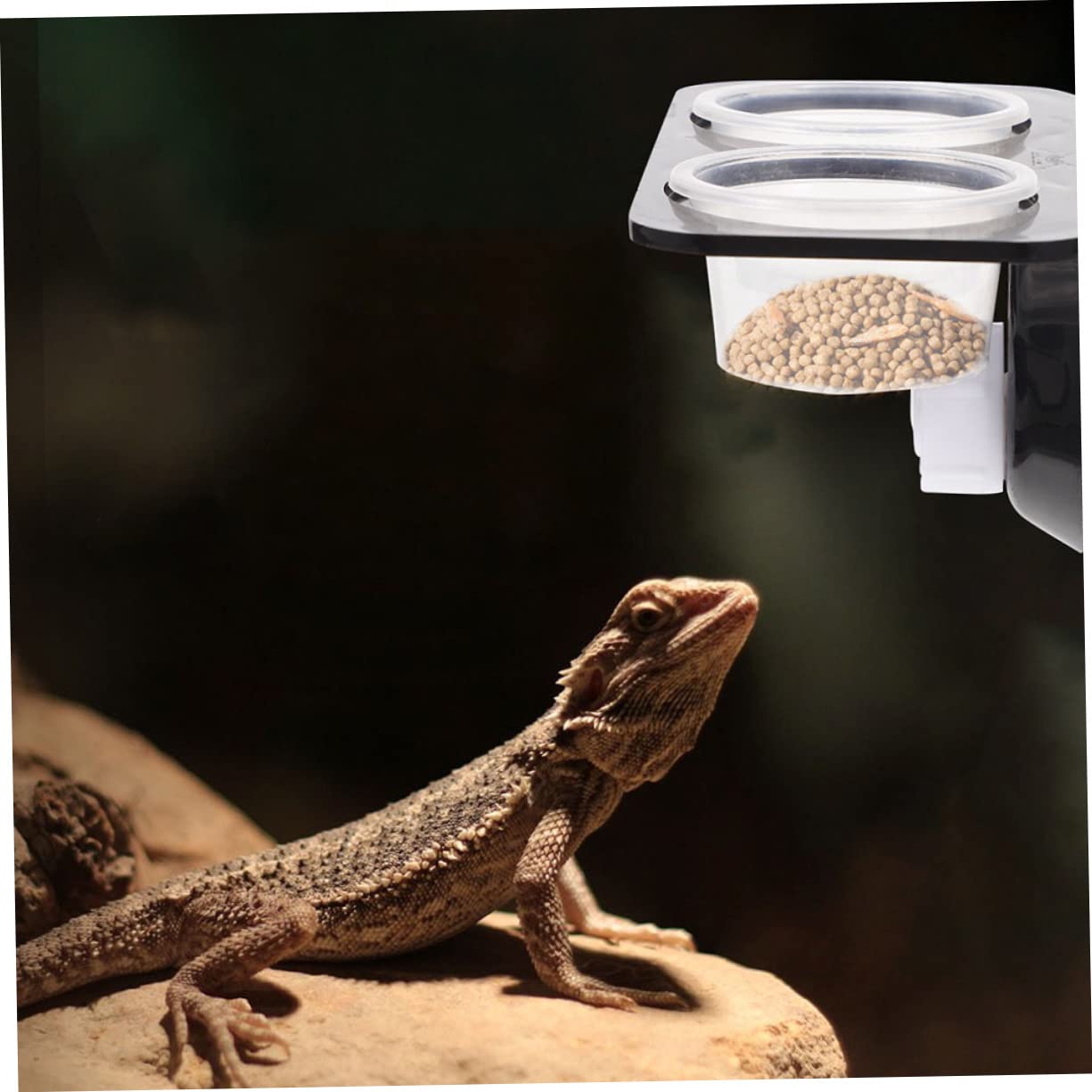 GALPADA 1 Set Suction Cup Reptile Feeding Bowls with Transparent and Food for Bearded Dragons Lizards Frogs and Tortoises Easy Pets