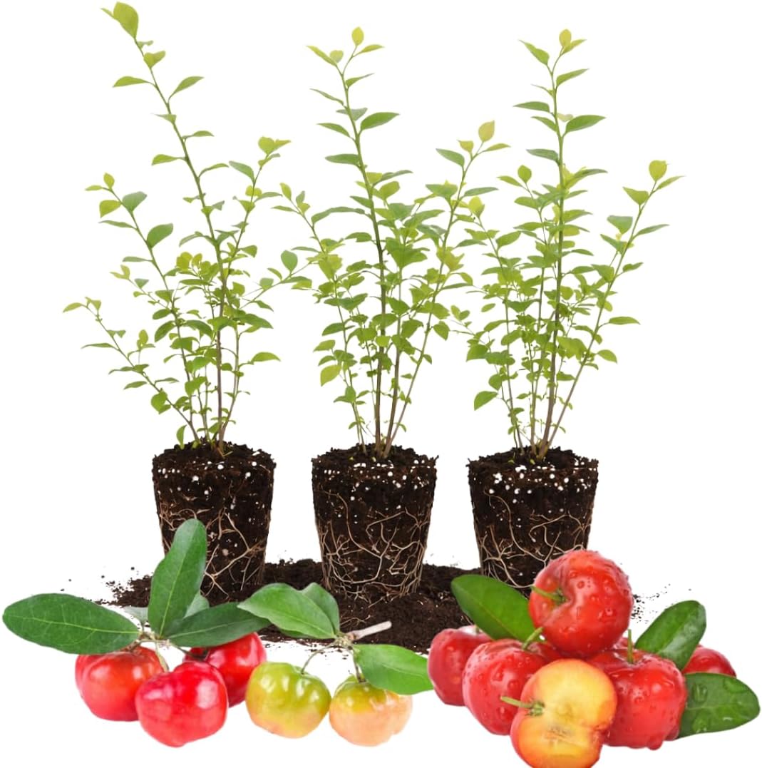 Set of 3 Live Barbados Cherry Tree Plant, Sweet Barbados Cherry Fruit Tree, 4-8 Inches Tall for Outdoor Planting