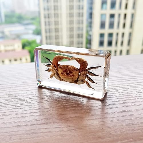 Miniatura 5 de Especímenes de insectos de cangrejo real en manualidades de pisapapapeles de resina, colección de taxidermia animal para educación científica y