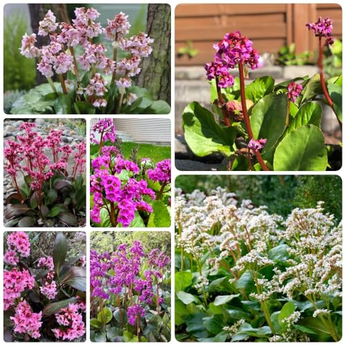 Semillas de Bergenia, decoración de jardín para exterior Bergenia cordifolia, decoración de la sala de estar cobertura del suelo raras 30pcs