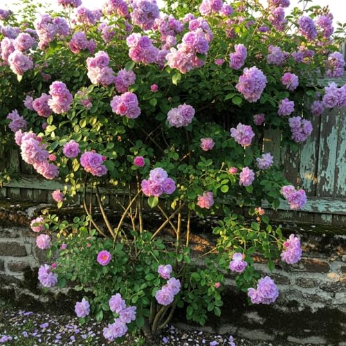 Image of Climbing Rose Hybrid Seeds Pack - Large Flowers- 70 Easy-to-Grow Seeds for Vibrant Blooms, Suitable for All Indian Climates (LAVENDER)