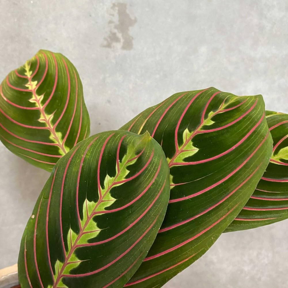 Carbeth Plants - Indoor Plants - Build Your Own Houseplant Collection - 7cm to 9cm Pots - Maranta Fascinator - Tricolour Prayer Plant in 8.5cm Pot โ image 1