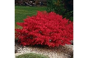 5 Burning Bush Live Plants, Guaranteed Rooted 4 to 10 Inches Dwarf...