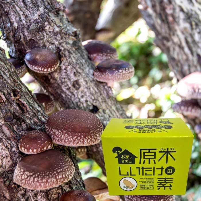 Amazon.co.jp: 原木しいたけの素 菌興115号200駒 【冬・春発生