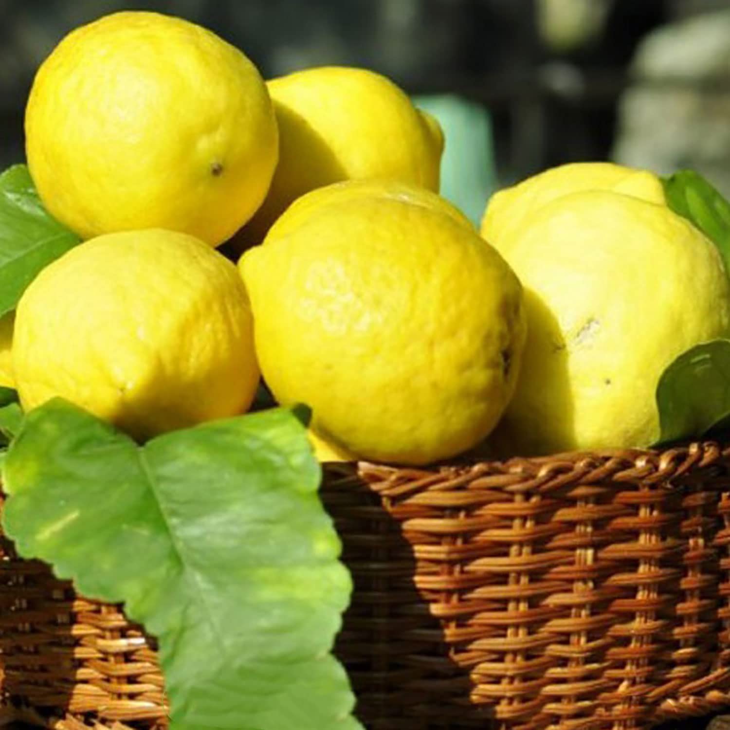 SAVINI VIVAI Pianta di Limone Albero Agrumi Limone Ovale di Sorrento in Fitocella Altezza 100-120 cm di 1 anno di Innesto Made Italy