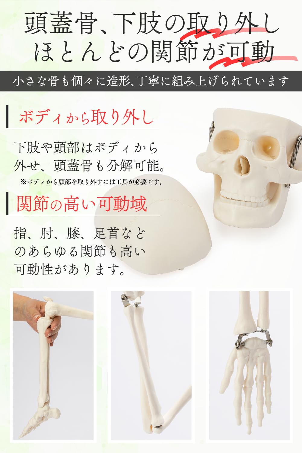 Amazon.co.jp: 【国際規格認証品】ミニ 人体模型 85cm 神経根有り 全身
