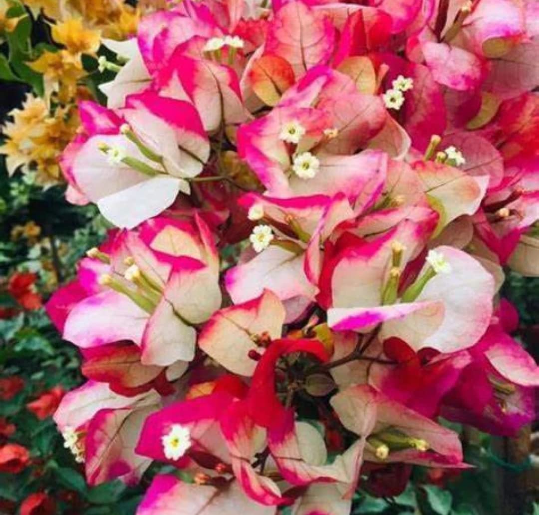 Balbasaur White Bougainvillea Spectabilis Live Plant (1 Healthy plant) (B0BV6HZW94) Amazon Price History, Amazon Price Tracker