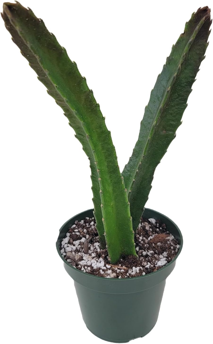 Starfish Cactus with Beautiful Giant Yellow Flowers | Stapelia gigantea | Giant Starfish Plant | Rare Live Plant Huernia | CA Seller (2 Big Plants, in a 4.5" Pot)