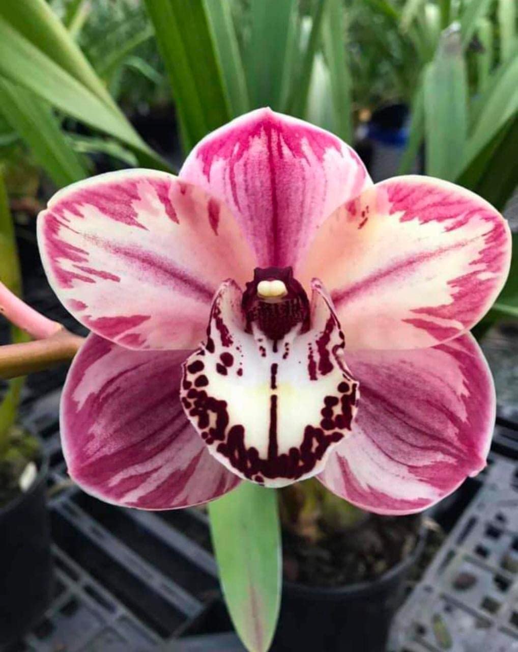 Radha Krishna Agriculture® Imported Orchids Flower Bulbs For All Season Gardening (Pack Of 5 Flower Bulbs) (Orchid flower bulbs) (B0BJLJKTYF) Amazon Price History, Amazon Price Tracker