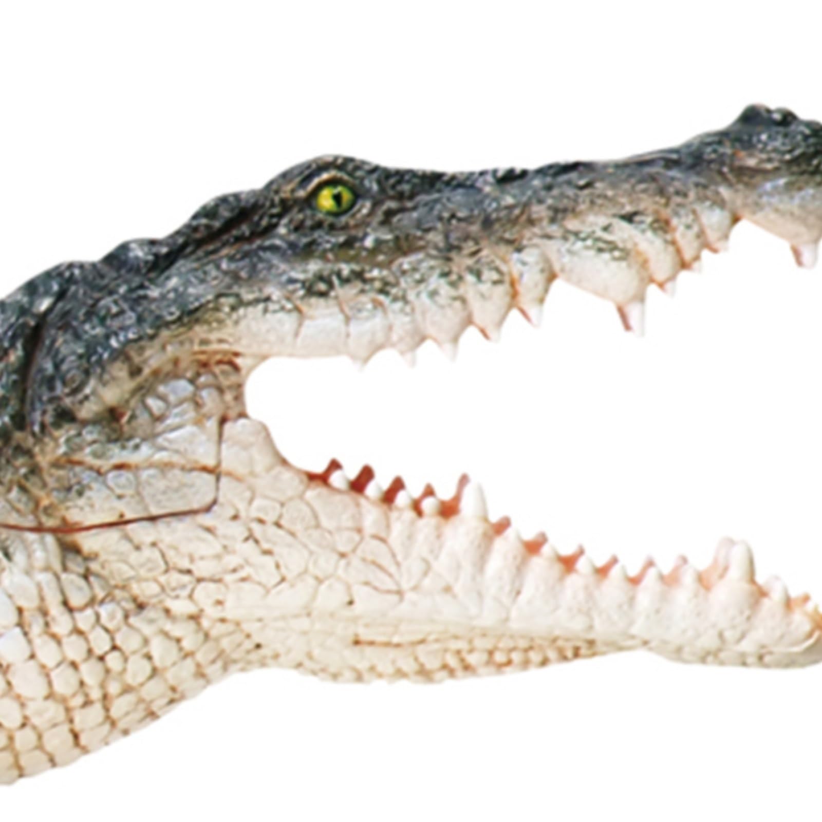 Modello Anatomico Modello Di Anatomia Animale Del Pesce Alligatore, Strumento Didattico Scientifico Modello Didattico