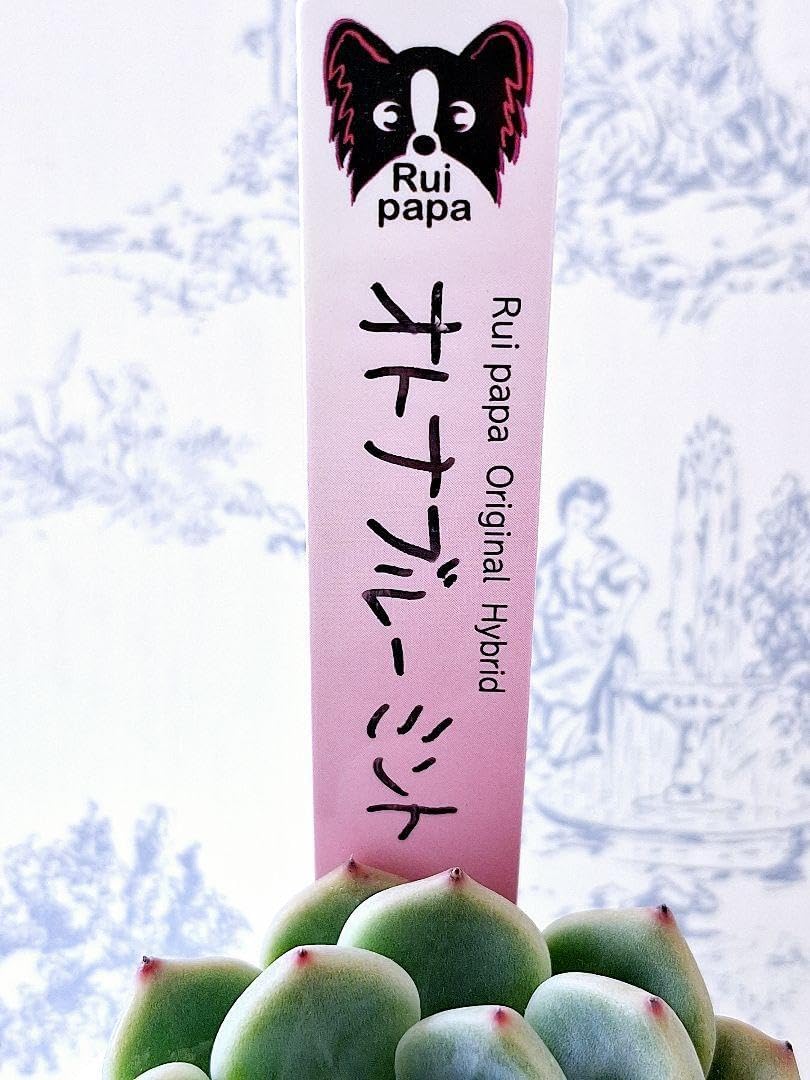 ルイパパさん苗　オトナブルー　札付き ルイパパさん苗 オトナブルーミント【札付き】【美苗】｜Yahoo