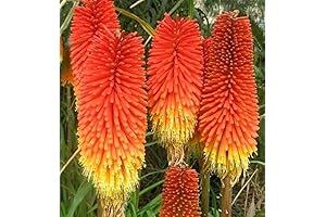 Red Hot Poker Seeds, Kniphofia Torch Lily Tritoma, Giant Perennial Flowers, 25 Seeds for Planting