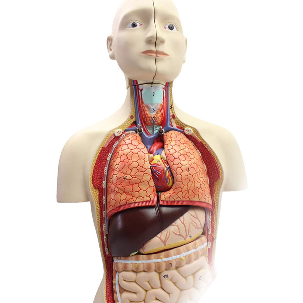 Amazon.co.jp: 人間の胴体の解剖学モデル-45Cm 分解可能な16ピースの