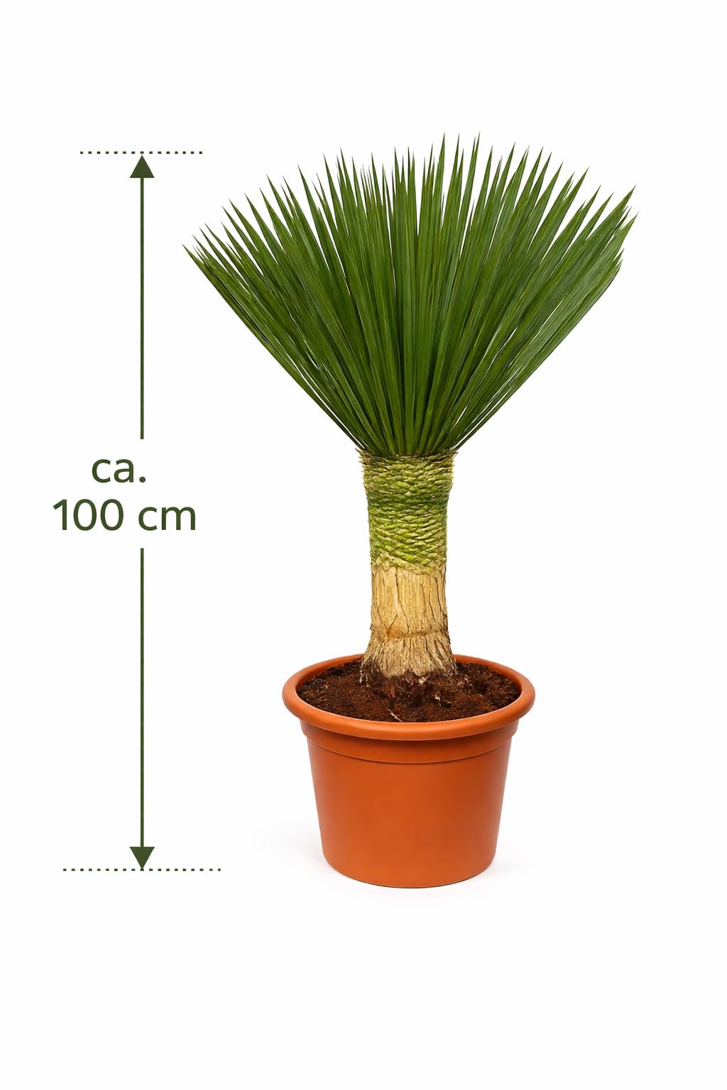 sansevieria moonshine vs moonlight Sansevieria Moonshine | Snake Plant | Care Guide and Pro Tips main image 0