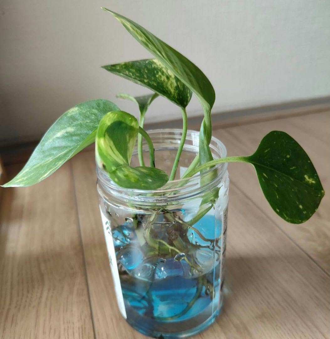 Amazon｜②ポトス 観葉植物 発根済｜観葉植物 オンライン通販