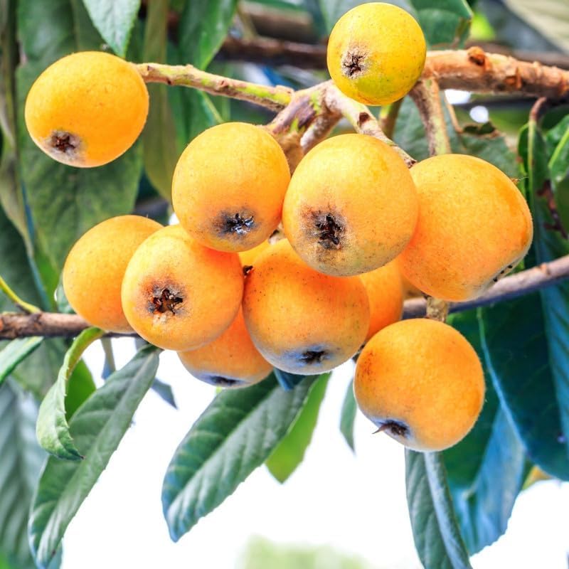 Golden Loquat Tree Live Plant, 6-10 Inch Tall, Loquat Plant Live for Garden or Patio, Sweet Loquat Fruit Tree