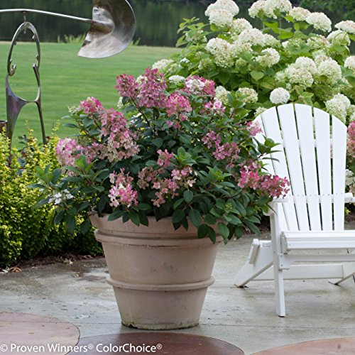 Little Quick Fire Hardy Hydrangea (Paniculata) Live Shrub, White To Pink Flowers, 4.5 In. Quart #TOP5