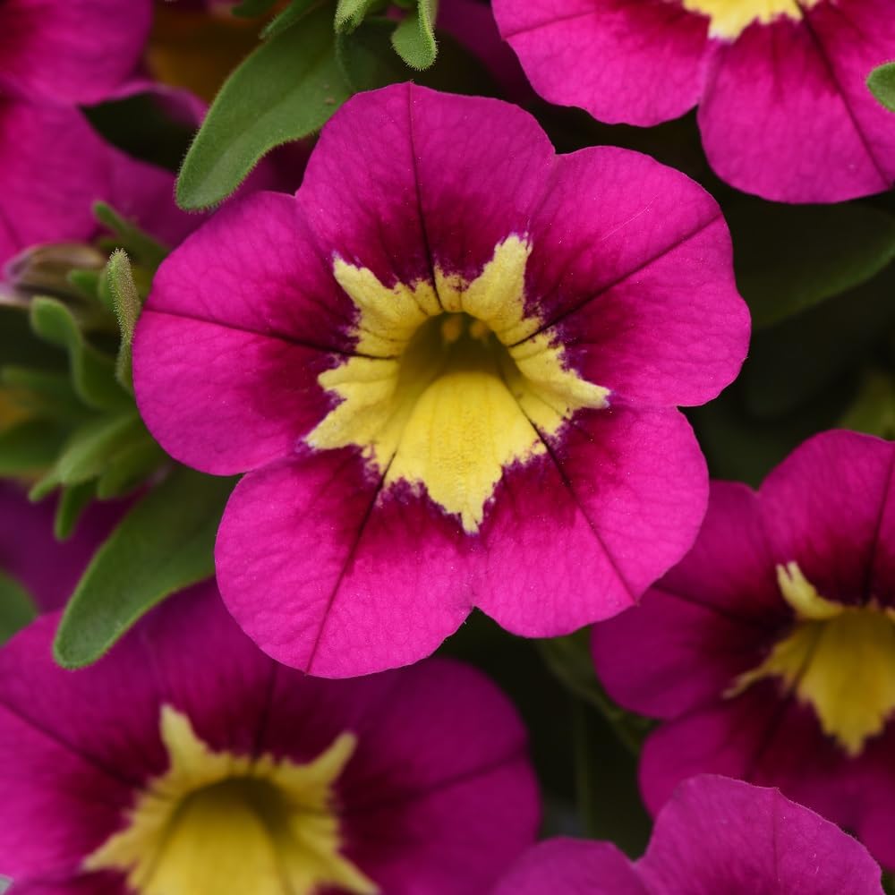 Bedwen Calibrachoa 'Cabaret Early Bumble Bee Hot Pink' 9cm Plant x2 – Million Bells Bicolour Pink & Yellow Flowering Bedding Plants for Hanging Baskets