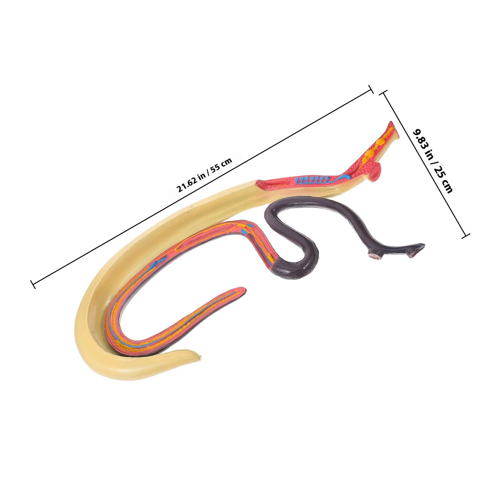 Ciieeo Modèle Anatomique de Schistosome Détachable en Plastique, Facile à Observer et Étudier, pour L'enseignement en Classe de Biologie Recherche en Laboratoire