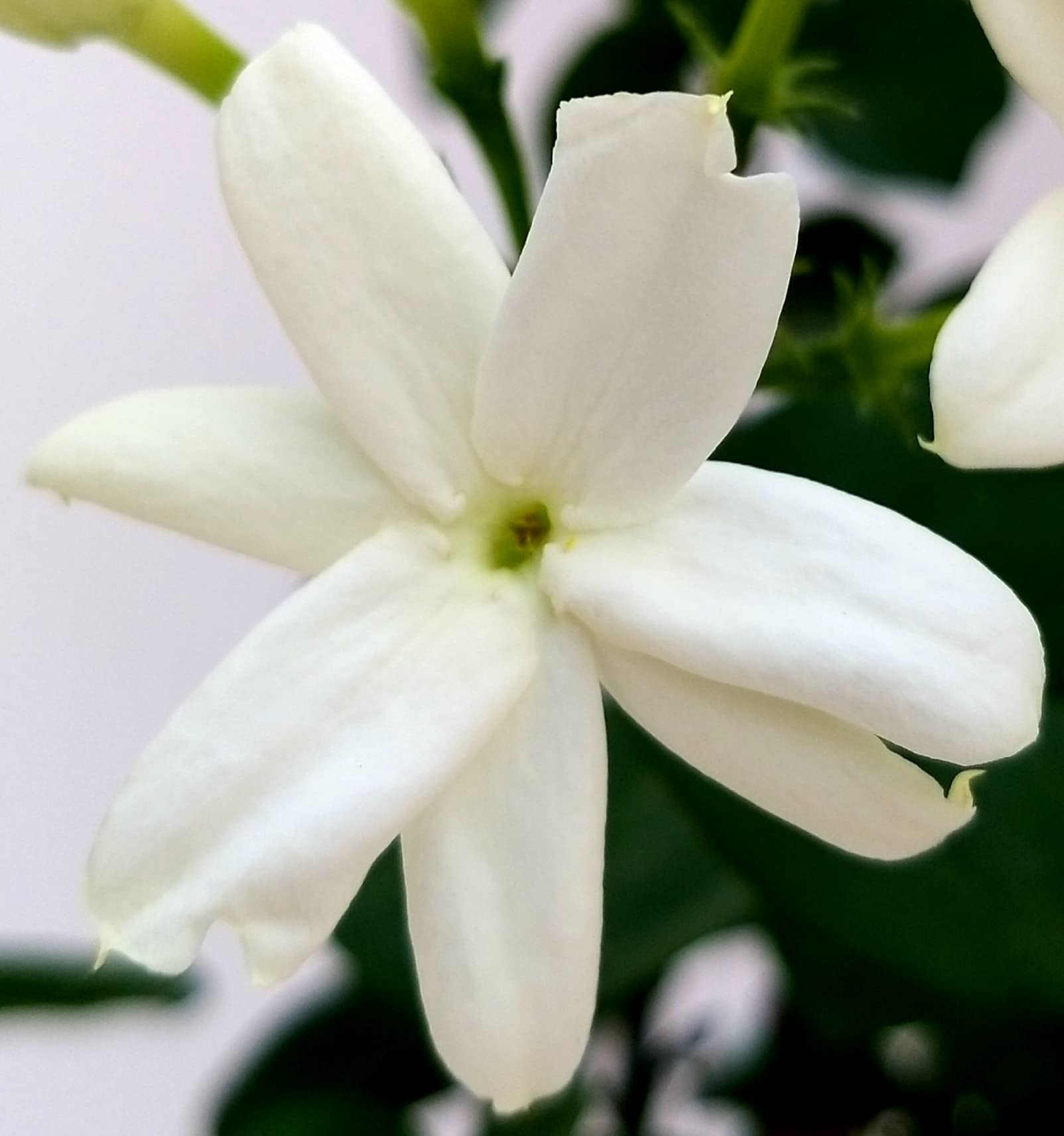 POWERS TO FLOWERS - GELSOMINO SAMBAC, JASMINUM, 2 PIANTE, vaso 19cm, pianta vera