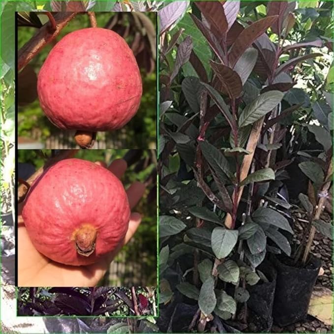 Image of All-Time 12 Months Hybrid GRAFTED Live Fruit Plant Original & Authentic Organic Tree for Outdoor Fast-Growing Fruit Plant Home Gardens Pack Of-1 (Red Diamond Guava Plant, Medium)