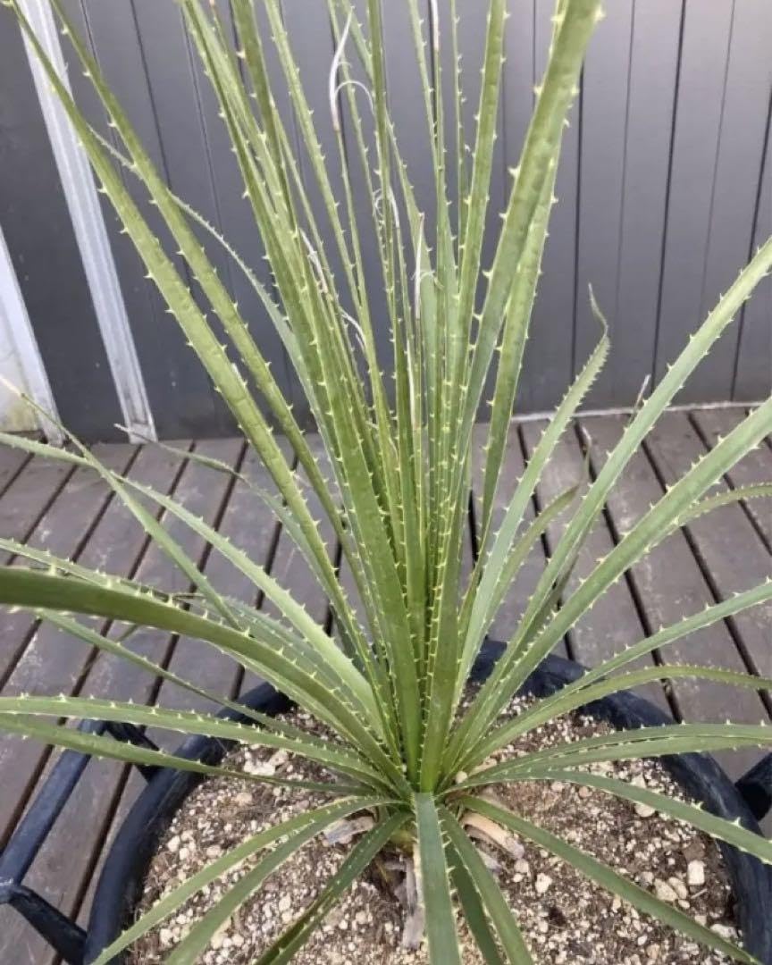 耐寒性ダシリリオンテキサナム大苗◇南国ドライガーデンサボテンアガベ