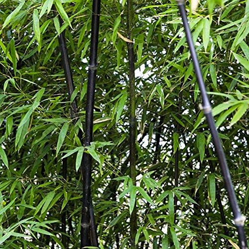 Black Purple Bamboo Seeds, 50Pcs Giant Phyllostachys MosoBamboo Seeds