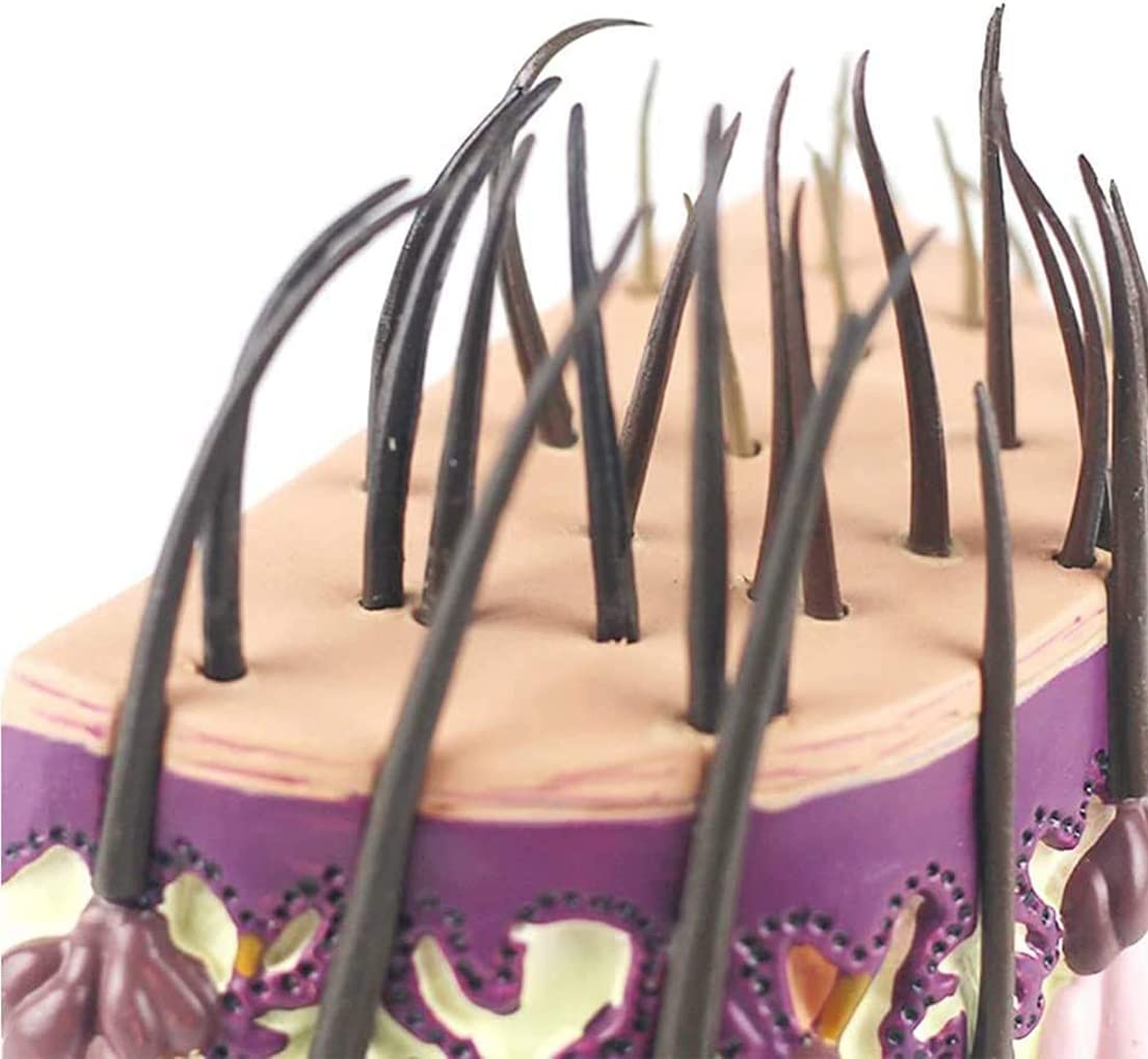 Anatomia szkielet modele anatomiczny model ludzkie włosy skóra proces wzrostu włosów mieszki włosowe anatomia zestawy naukowe materiały laboratoryjne proces wzrostu włosów medyczny model naukowy