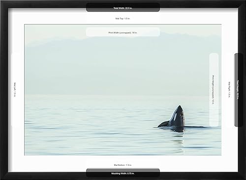 Miniatura 5 de Art.com Impresiones artísticas enmarcadas para pared, diseño de orca espía de la vaina de ballenas orca residentes en el estrecho de Haro, cerca de