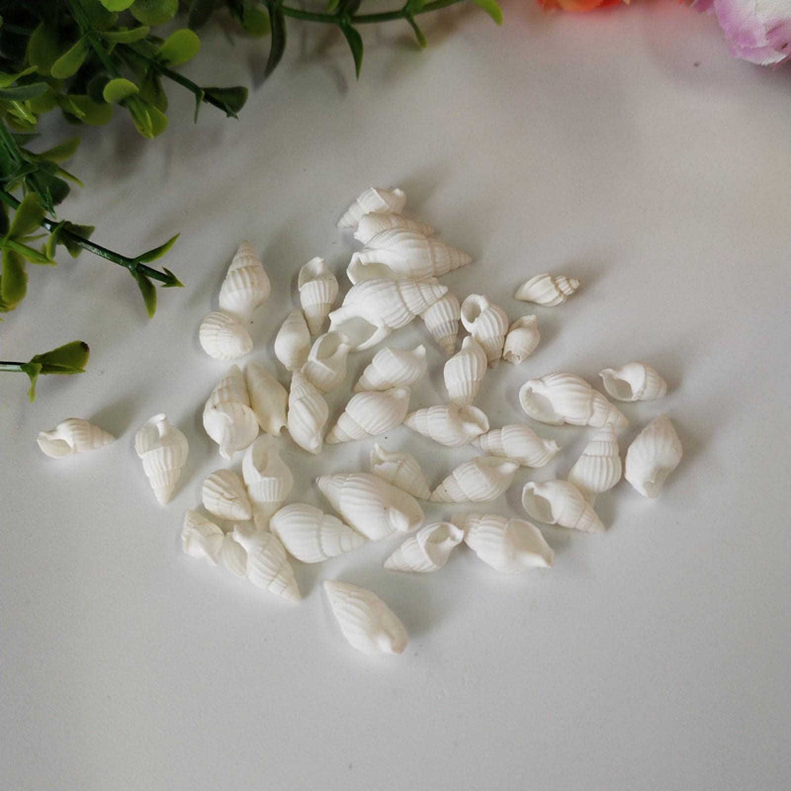 Coquillages de mer miniature, petite conque naturelle pour déco de maison et aquarium