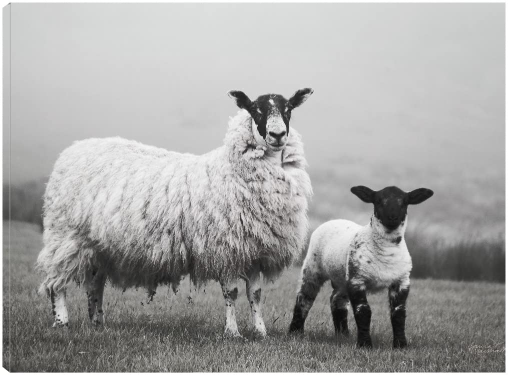 Fine Art Canvas Islay Sheep I Canvas Wall Decor by Artist Laura Marshall for Living Room Bedroom Bathroom