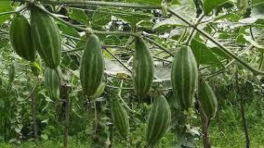 Parwal plant root/seeds for planting (20 seeds) (B0C7CG8YF8) Amazon Price History, Amazon Price Tracker