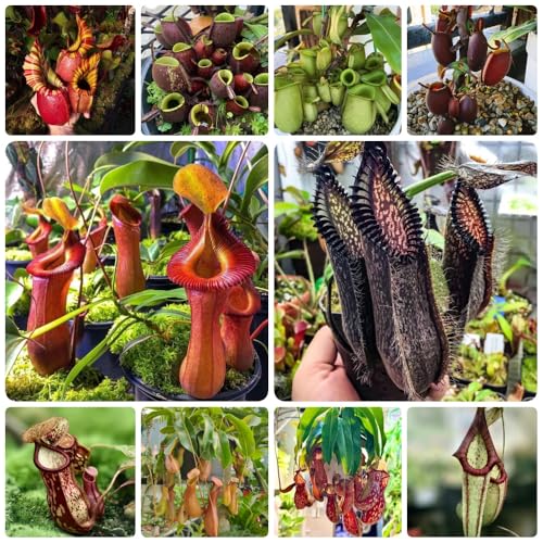 Semillas de Nepenthes, Nepenthes mirabilis, plantas de interior exóticas Plantas carnívoras planta carnívora, Planta de balcón, semillas resistentes. Plantas resistentes para balcones. 150pcs