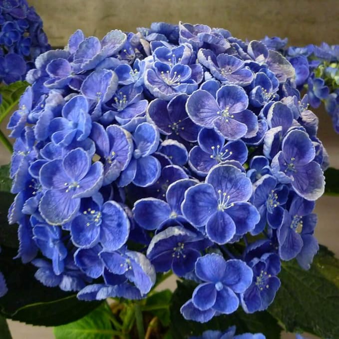 Amazon 初夏の花 特集 イイハナ ドットコム アジサイの鉢植え 5号 お多福紫陽花 フラワーギフト プレゼント 観葉植物 オンライン通販 Amazon 初夏の花 特集 イイハナ ドットコム アジサイの鉢植え 5号 お多福紫陽花 フラワーギフト プレゼント 観葉植物 オンライン通販